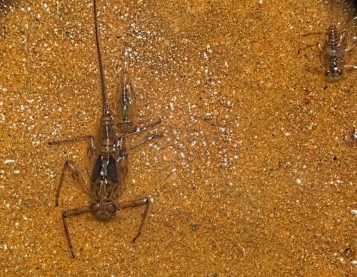 Epeorus sp.